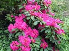picture of Fête Des Rhododendrons 