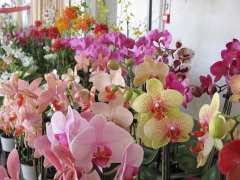 picture of Les Journées des orchidées et autres plantes rares