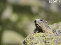 Foto week end rando nature flore et faune en Andorre